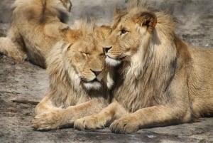 From Zanzibar: 2-Day Serengeti Safari with Domestic Flights