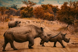 ザンジバル発：国内線航空券付き2日間セレンゲティサファリ