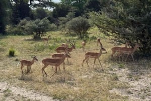 Von Sansibar: 2-tägige Nyerere-Wildtiersafari mit Flug