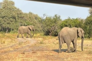 Von Sansibar: 2-tägige Nyerere-Wildtiersafari mit Flug