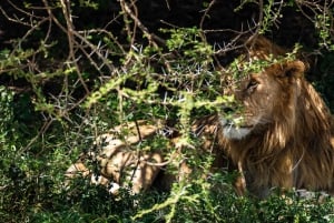 Fra Zanzibar: 2-dagers safaritur i Serengeti-parken med flyreiser