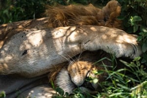 Fra Zanzibar: 2-dagers safaritur i Serengeti-parken med flyreiser
