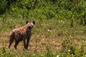 Fra Zanzibar: 2-dagers safaritur i Serengeti-parken med flyreiser