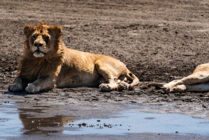 Fra Zanzibar: 2-dagers safaritur i Serengeti-parken med flyreiser
