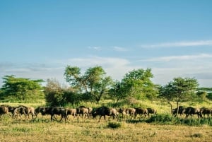 Fra Zanzibar: 2-dagers safaritur i Serengeti-parken med flyreiser