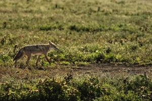 Fra Zanzibar: 2-dagers safaritur i Serengeti-parken med flyreiser