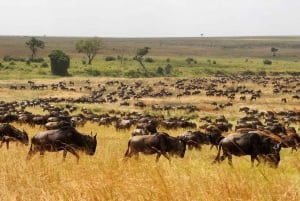 Fra Zanzibar: 2-dagers safaritur i Serengeti-parken med flyreiser