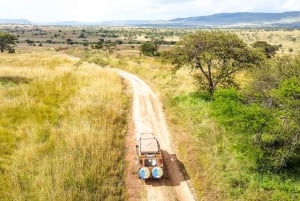 Fra Zanzibar: 2-dagers safaritur i Serengeti-parken med flyreiser