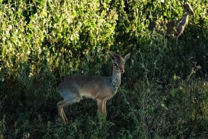 Fra Zanzibar: 2-dagers safaritur i Serengeti-parken med flyreiser