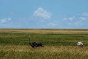 Fra Zanzibar: 2-dagers safaritur i Serengeti-parken med flyreiser