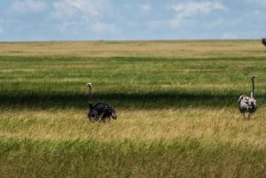 Fra Zanzibar: 2-dagers safaritur i Serengeti-parken med flyreiser