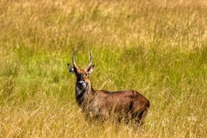 Fra Zanzibar: 2-dagers safaritur i Serengeti-parken med flyreiser