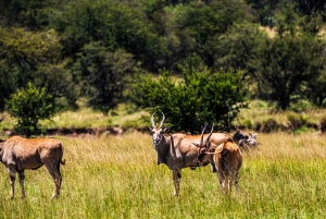 Fra Zanzibar: 2-dagers safaritur i Serengeti-parken med flyreiser