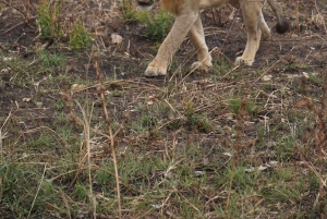 From Zanzibar:2 Nights& 1 day MIKUMI NATIONAL PARK (3 DAYS )