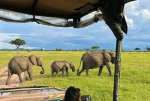 From Zanzibar:2 Nights& 1 day MIKUMI NATIONAL PARK (3 DAYS )
