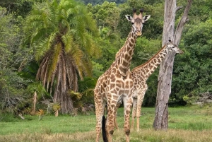 From Zanzibar:2 Nights& 1 day MIKUMI NATIONAL PARK (3 DAYS )