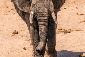 From Zanzibar:2 Nights& 1 day MIKUMI NATIONAL PARK (3 DAYS )