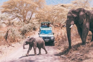 From Zanzibar:2 Nights& 1 day MIKUMI NATIONAL PARK (3 DAYS )