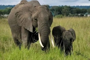 From Zanzibar:2 Nights& 1 day MIKUMI NATIONAL PARK (3 DAYS )