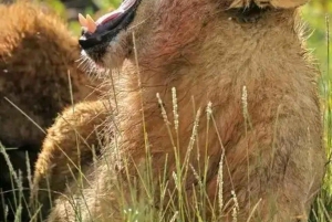 From Zanzibar:2 Nights& 1 day MIKUMI NATIONAL PARK (3 DAYS )