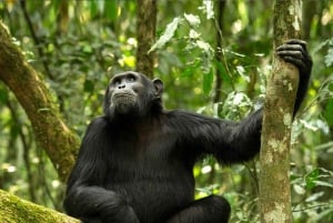 from Zanzibar: 3-Day Kigoma & Gombe National Park by flight