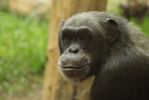 from Zanzibar: 3-Day Kigoma & Gombe National Park by flight