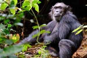 from Zanzibar: 3-Day Kigoma & Gombe National Park by flight