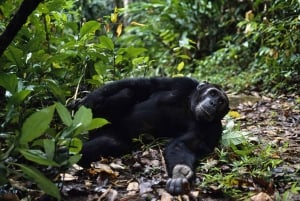from Zanzibar: 3-Day Kigoma & Gombe National Park by flight