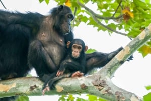 from Zanzibar: 3-Day Kigoma & Gombe National Park by flight