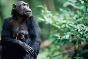from Zanzibar: 3-Day Kigoma & Gombe National Park by flight