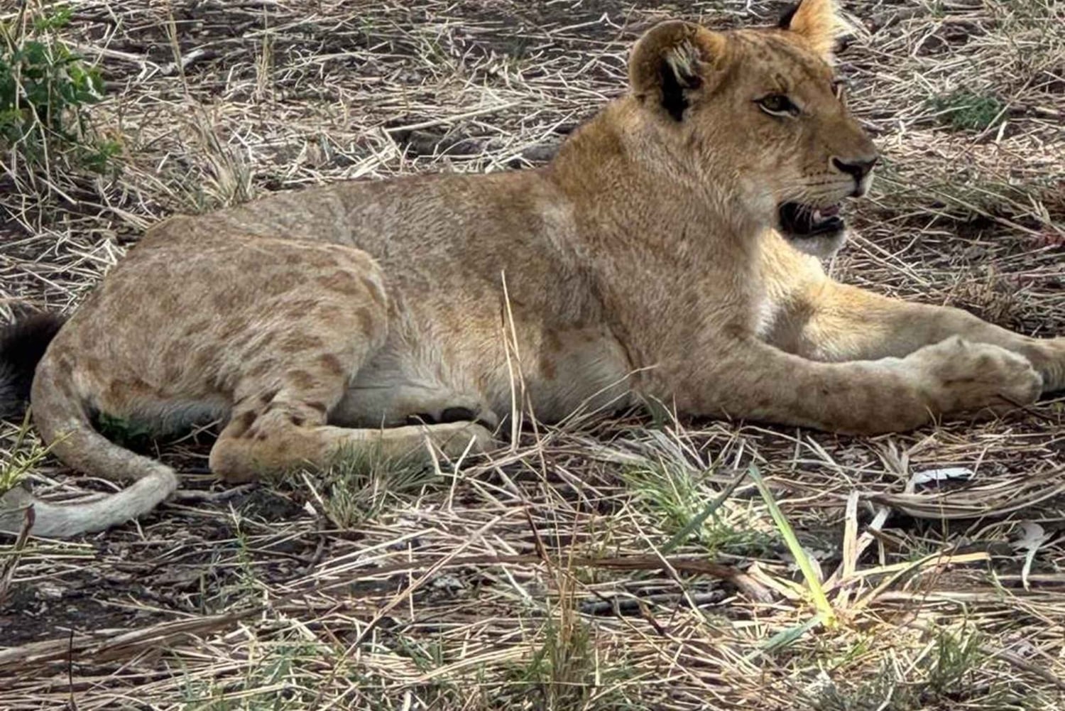 Depuis Zanzibar : safari de 3 jours et 2 nuits à Mikumi