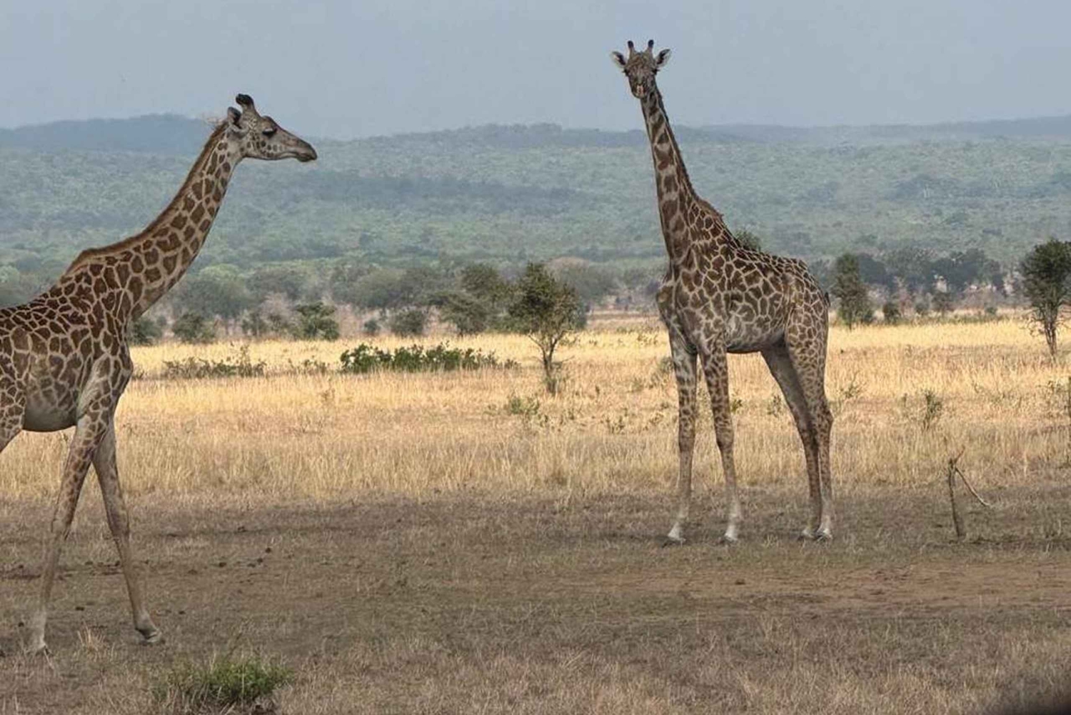 Depuis Zanzibar : safari de 3 jours et 2 nuits à Mikumi