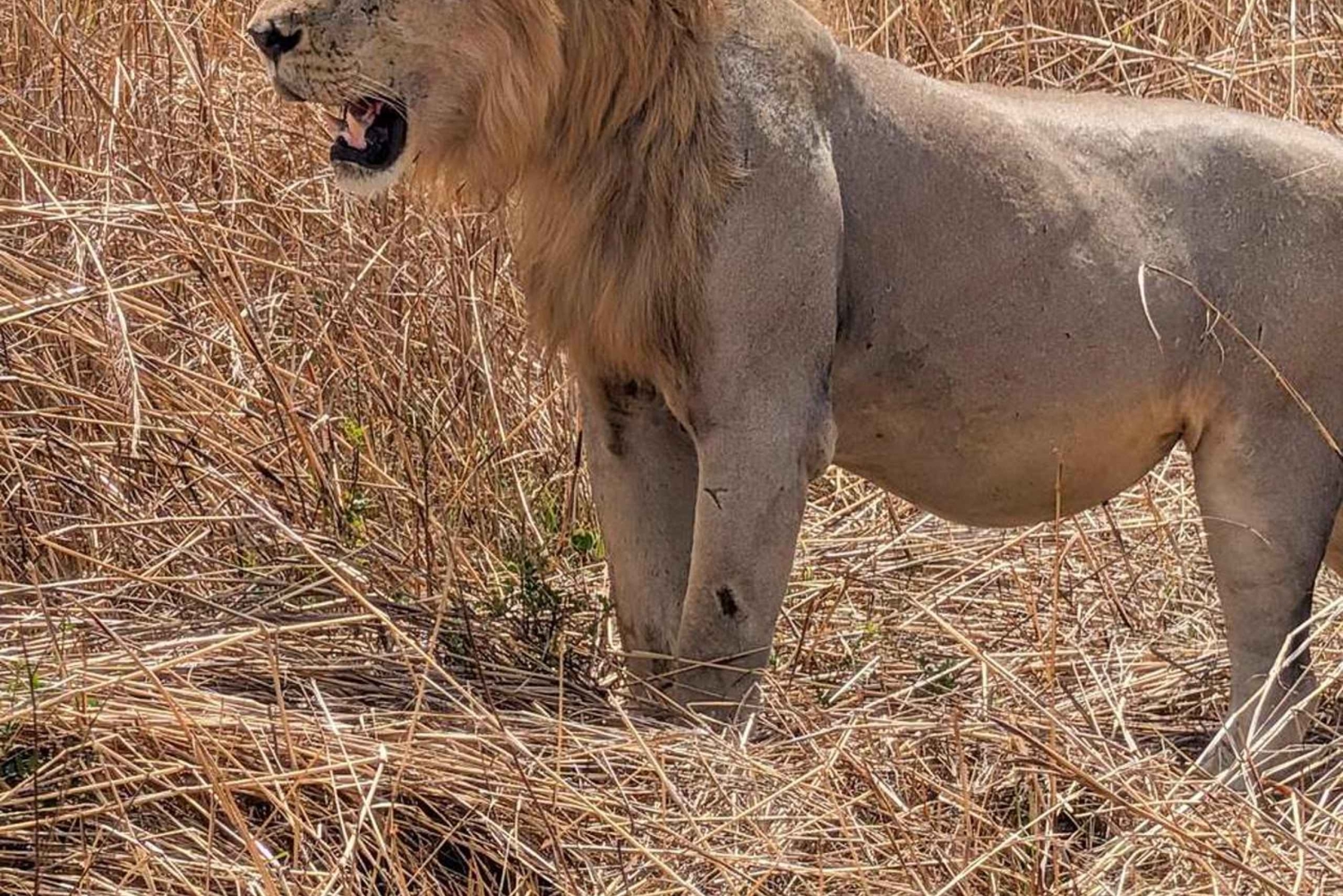 Depuis Zanzibar : safari de 3 jours et 2 nuits à Mikumi