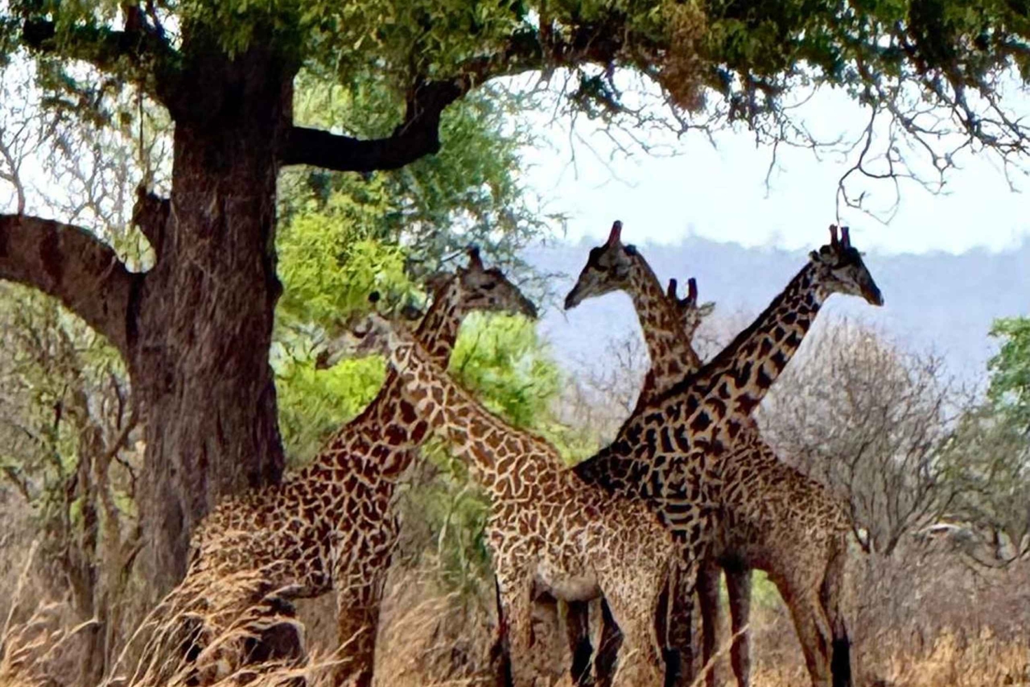 Depuis Zanzibar : safari de 3 jours et 2 nuits à Mikumi