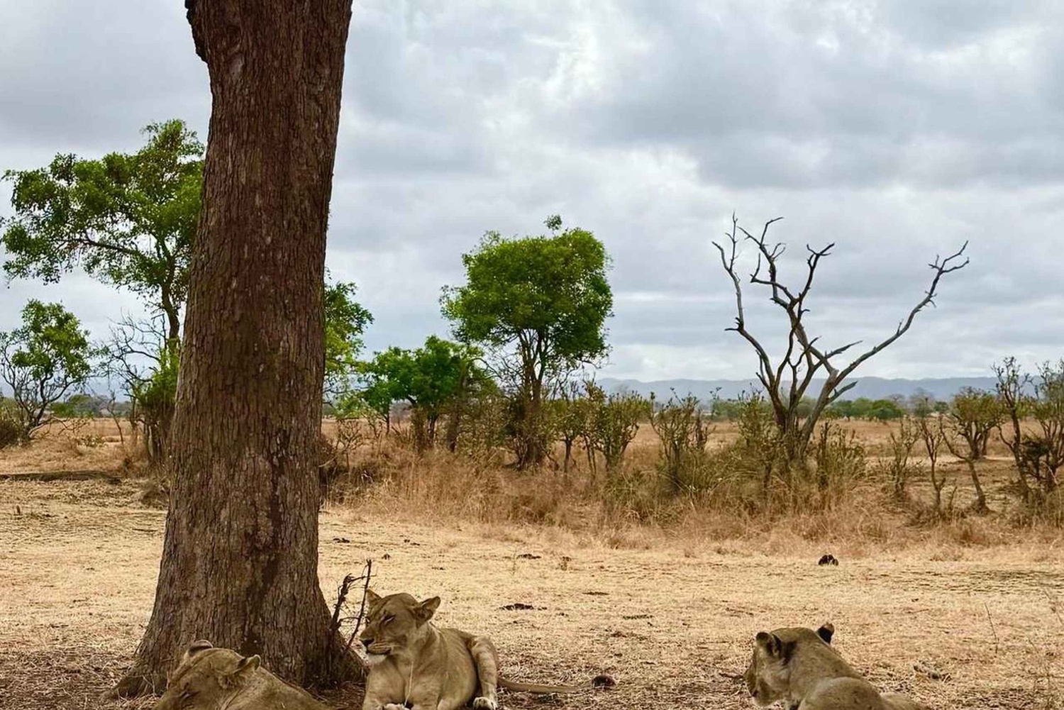 Depuis Zanzibar : safari de 3 jours et 2 nuits à Mikumi