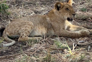 Depuis Zanzibar : safari de 3 jours et 2 nuits à Mikumi