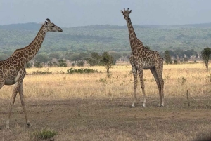 Depuis Zanzibar : safari de 3 jours et 2 nuits à Mikumi