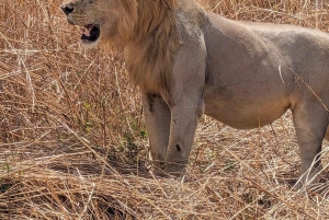 Depuis Zanzibar : safari de 3 jours et 2 nuits à Mikumi