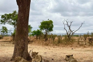 Depuis Zanzibar : safari de 3 jours et 2 nuits à Mikumi