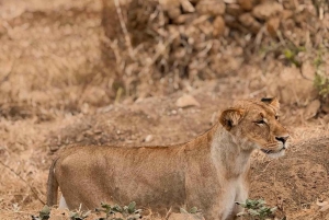Depuis Zanzibar : safari de 3 jours et 2 nuits à Mikumi