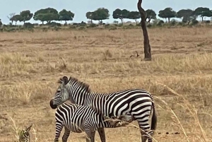 Depuis Zanzibar : safari de 3 jours et 2 nuits à Mikumi