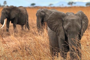 Depuis Zanzibar : safari de 3 jours et 2 nuits à Mikumi