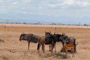Depuis Zanzibar : safari de 3 jours et 2 nuits à Mikumi