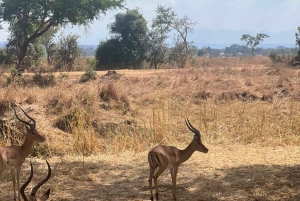 Depuis Zanzibar : safari de 3 jours et 2 nuits à Mikumi