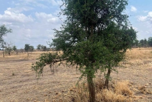 Depuis Zanzibar : safari de 3 jours et 2 nuits à Mikumi