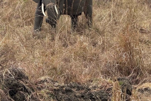 Depuis Zanzibar : safari de 3 jours et 2 nuits à Mikumi