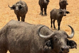 Depuis Zanzibar : safari de 3 jours et 2 nuits à Mikumi