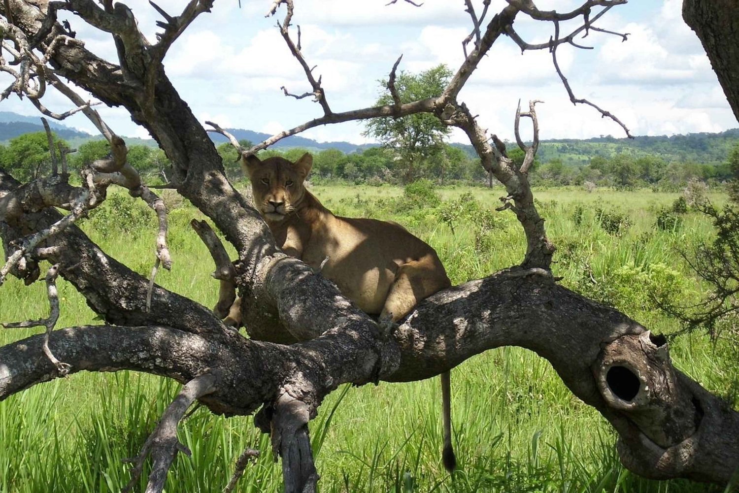 Au départ de Zanzibar : safari de 2 jours dans la réserve naturelle de Nyerere avec vol