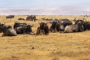 Von Sansibar: 2-tägige Nyerere-Wildtiersafari mit Flug
