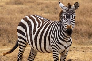 Von Sansibar: 2-tägige Nyerere-Wildtiersafari mit Flug